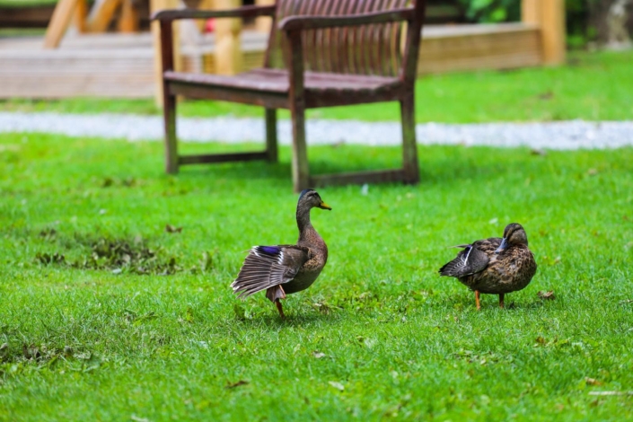 Holiday lodges for sale at Paradise Lakeside Park, Storwood, Yorkshire